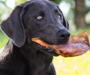 Common Health Issues in Senior Dogs: How Early Intervention Helps